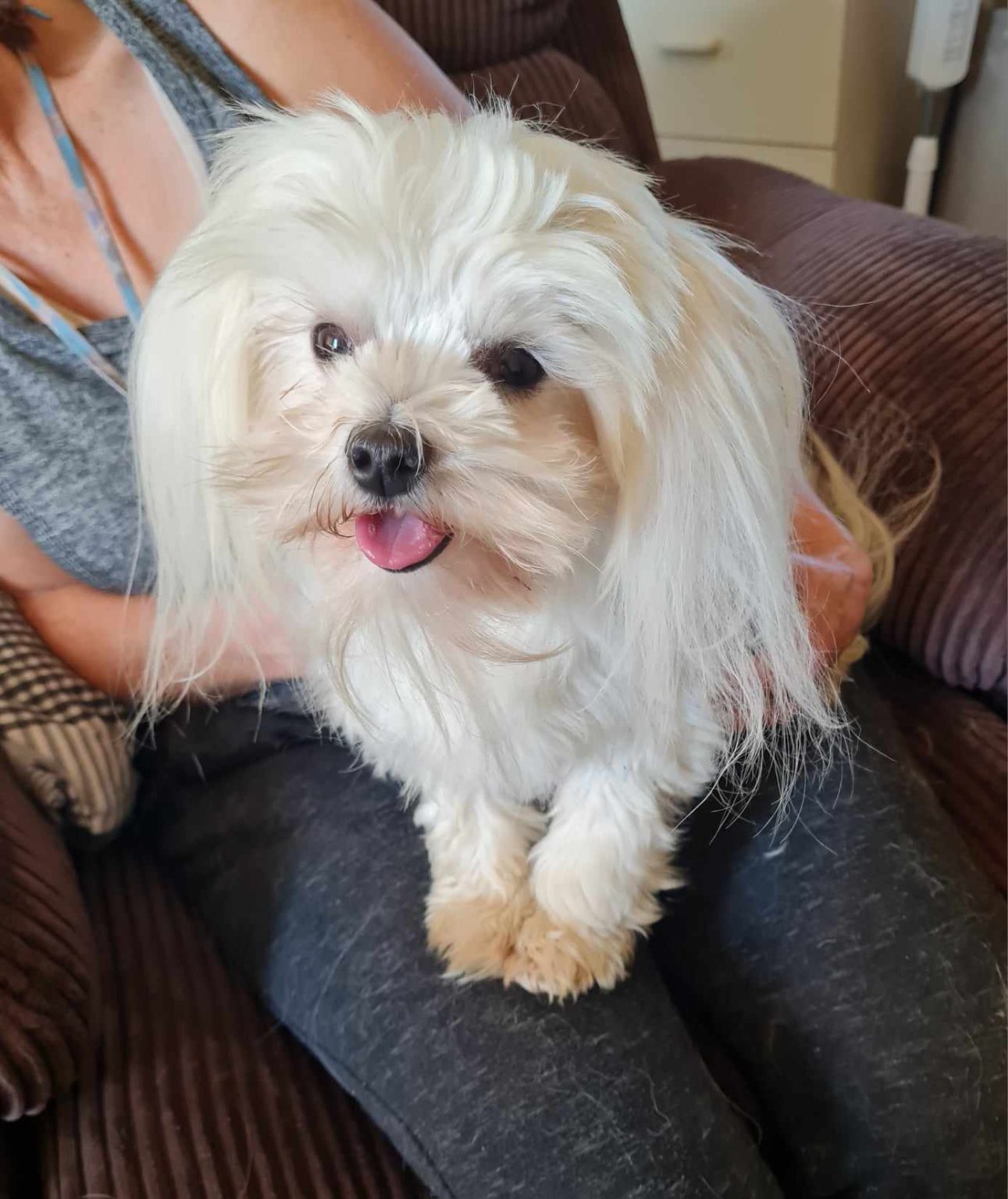 Purebred Maltese Puppy - Image 8