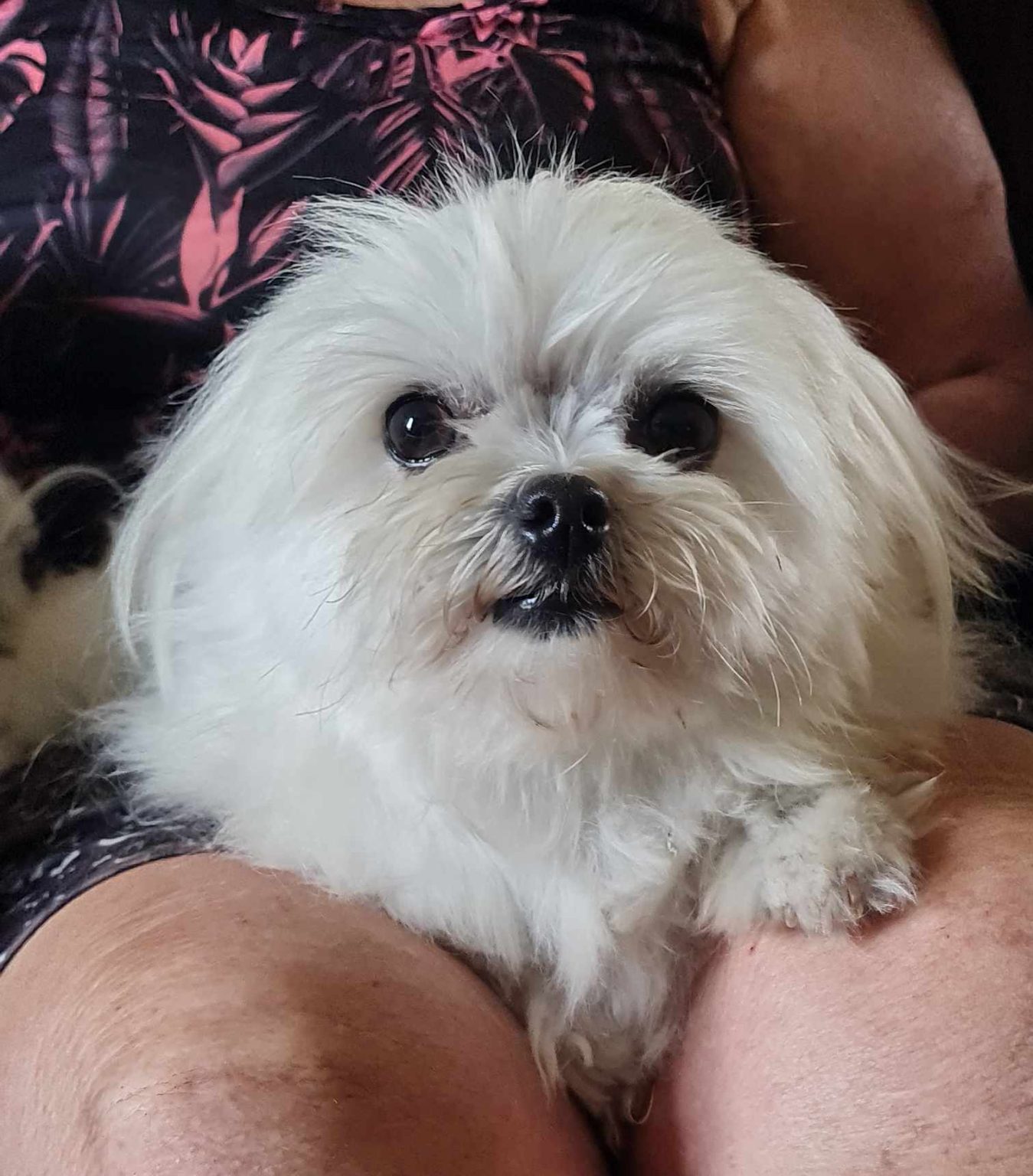 Purebred Maltese Puppy - Image 3