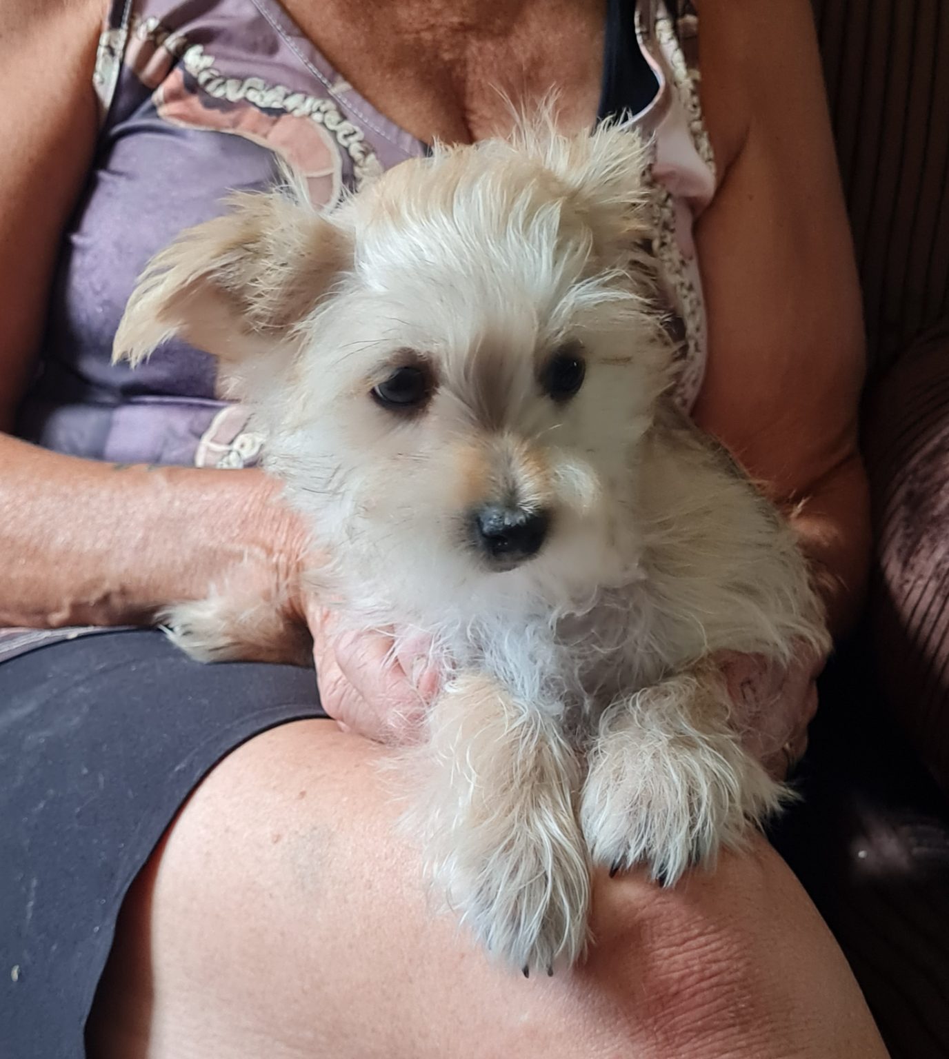 Purebred Maltese Puppy