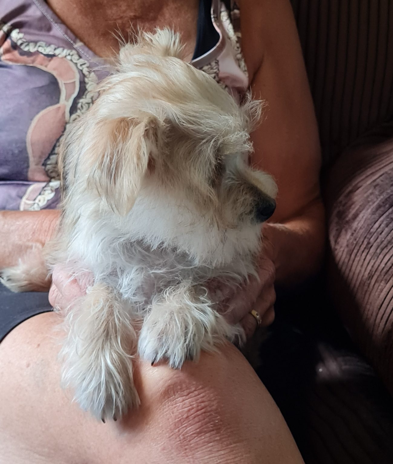 Purebred Maltese Puppy - Image 6