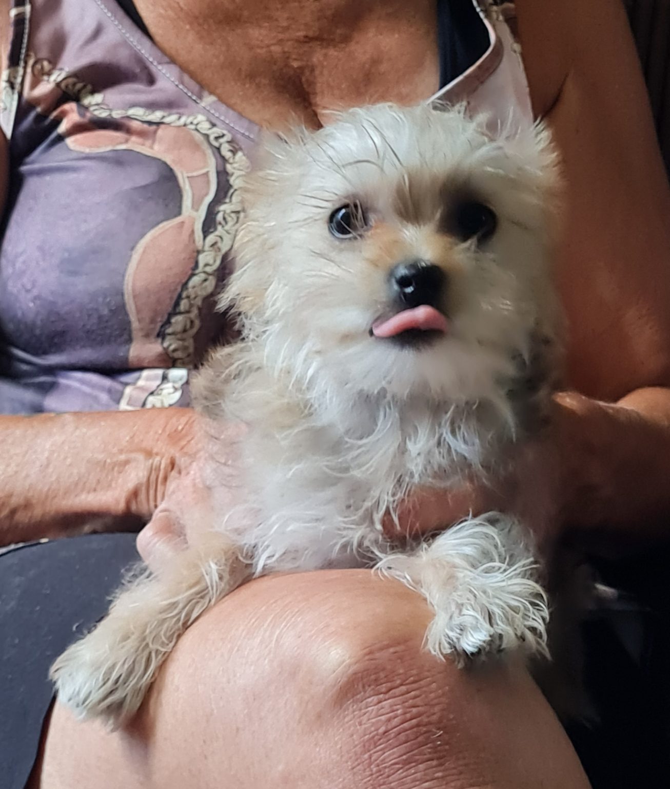 Purebred Maltese Puppy - Image 5