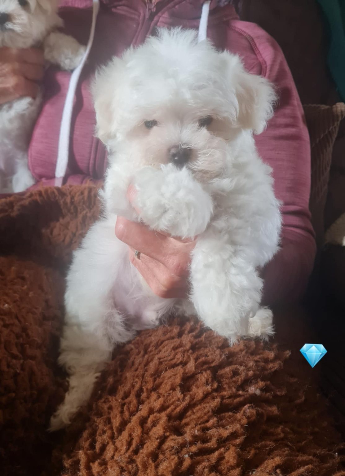 Purebred Maltese Puppy - Image 4