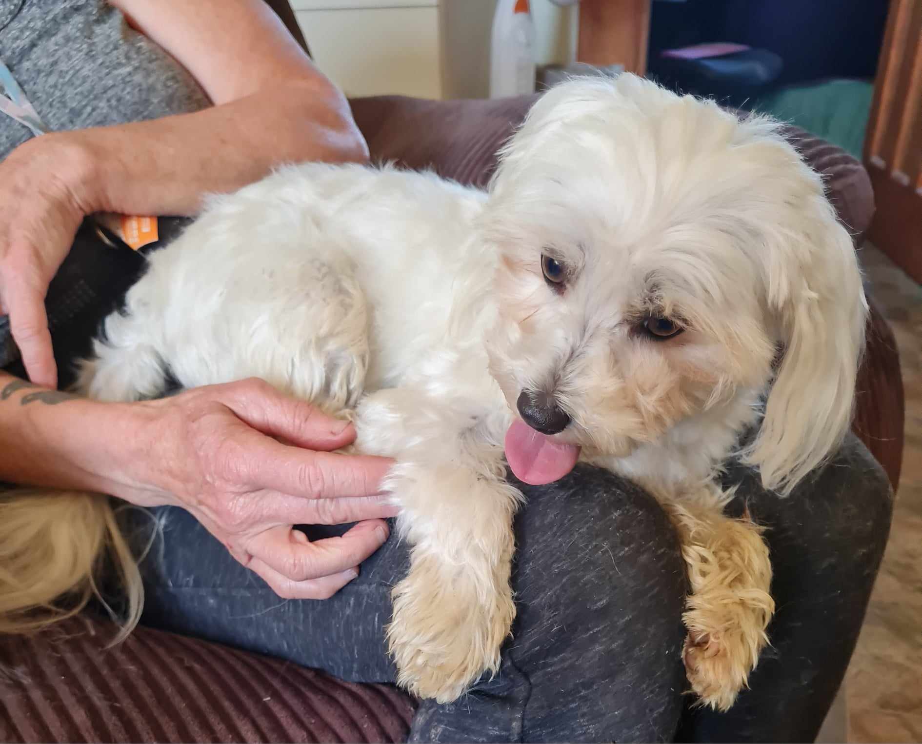 Purebred Maltese Puppy - Image 2