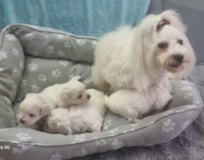 Tiny Maltese Puppies - Image 2