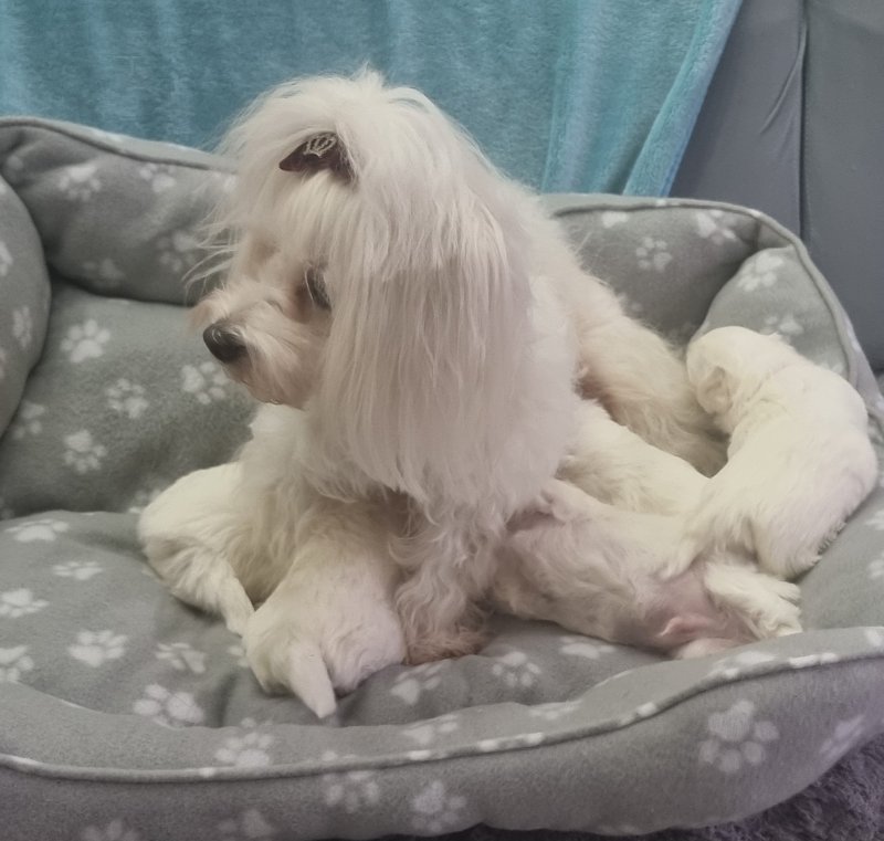 Tiny Maltese Puppies - Image 3