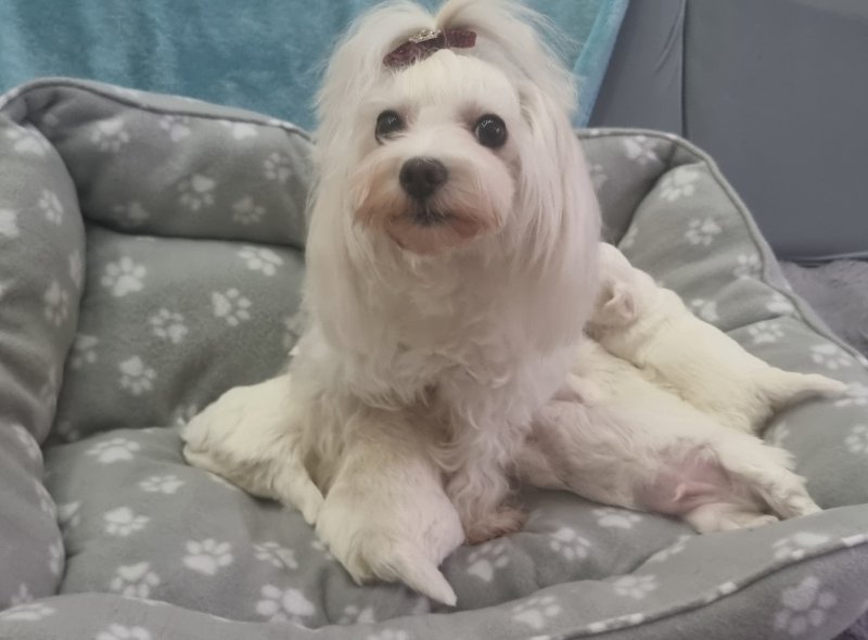 Tiny Maltese Puppies - Image 4
