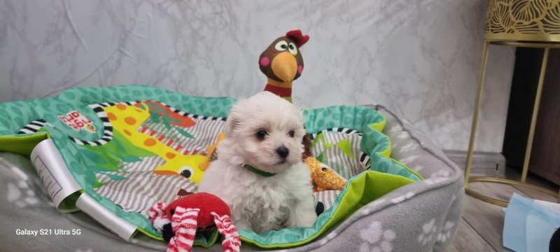 Tiny Maltese Puppies - Image 5