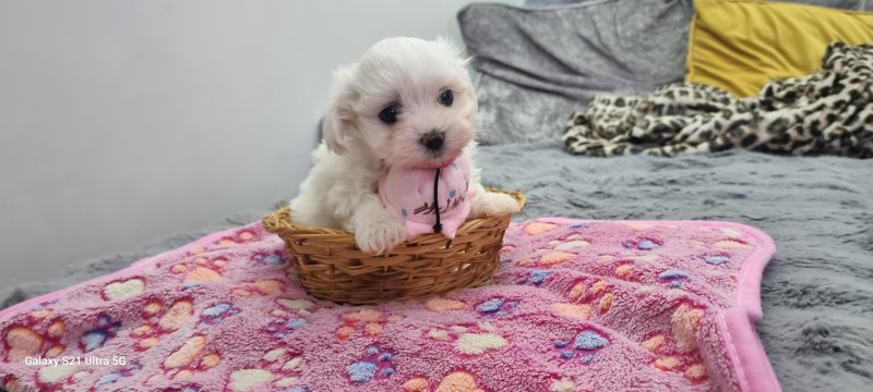Tiny Maltese Puppies - Image 6