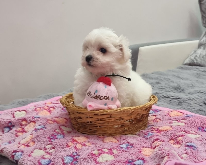 Tiny Maltese Puppies - Image 7