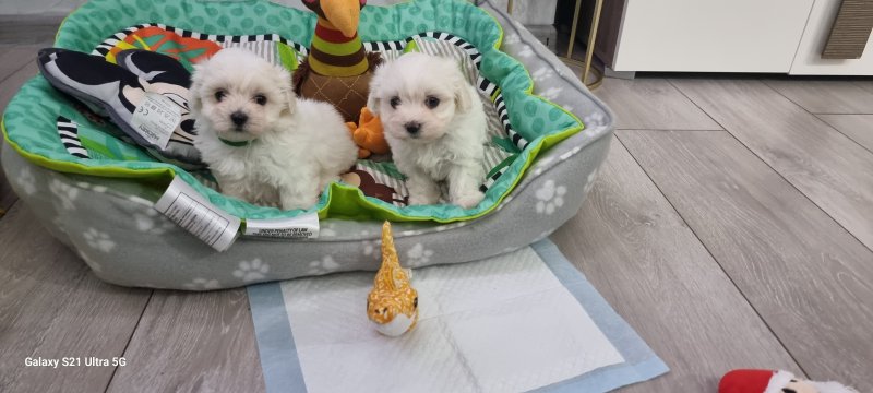 Tiny Maltese Puppies - Image 8