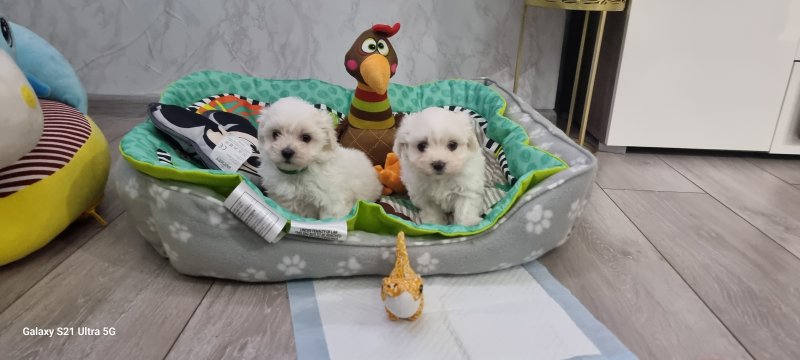Tiny Maltese Puppies